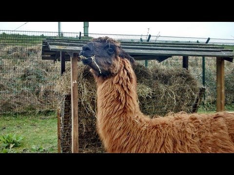 Overleden lama Barry wordt nu al gemist