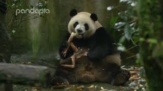 First footage of a panda smiling and eating