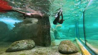 Aqua-Escapes: Playful River Otters