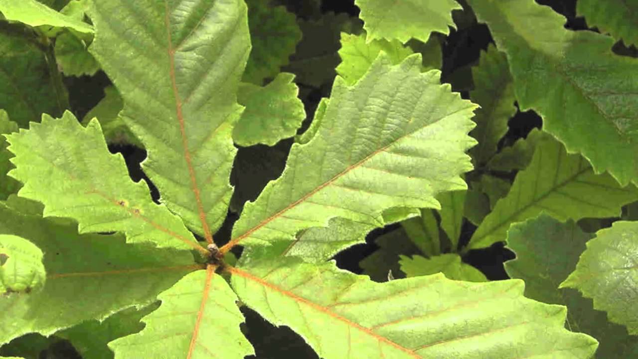 Swamp Chestnut Oak For Sale Online $1.80 - YouTube