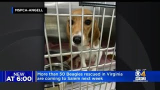 Rescued Beagles are coming to Massachusetts