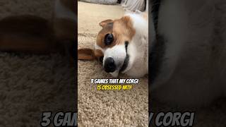 3 Games That My Corgi Is Obsessed With #corgi #shorts