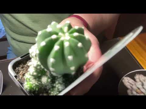 Removing Cactus Pups