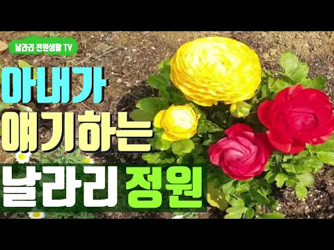 Video: Աստիլբը ծաղկում է ամբողջ ամառ - Իմացեք Astilbe Plant Bloom Time-ի մասին