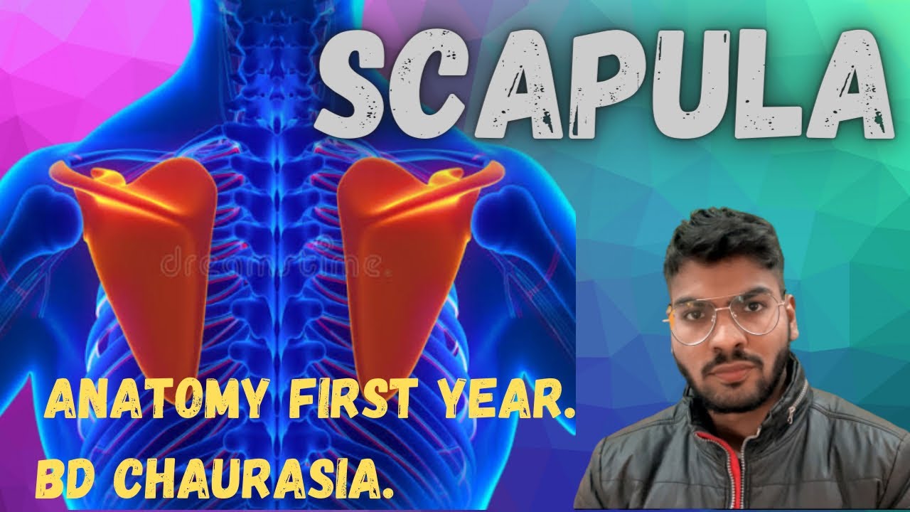 SCAPULA anatomy BD chaurasia MBBS first year in hindi. mbbs YouTube