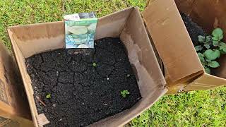 Part 1 update on the seedlings and harvesting vegetables.  CajunHomesteading@gmail.com