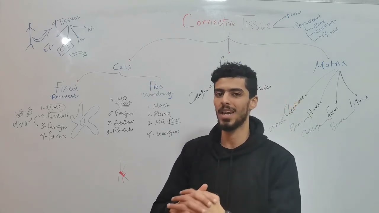 Histology MSK Connective Tissue 1