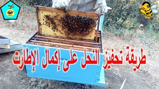 طريقة تحفيز النحل على بناء الشمع