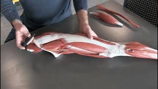 Download lagu Somso Models- Muscles of the Lower Limb