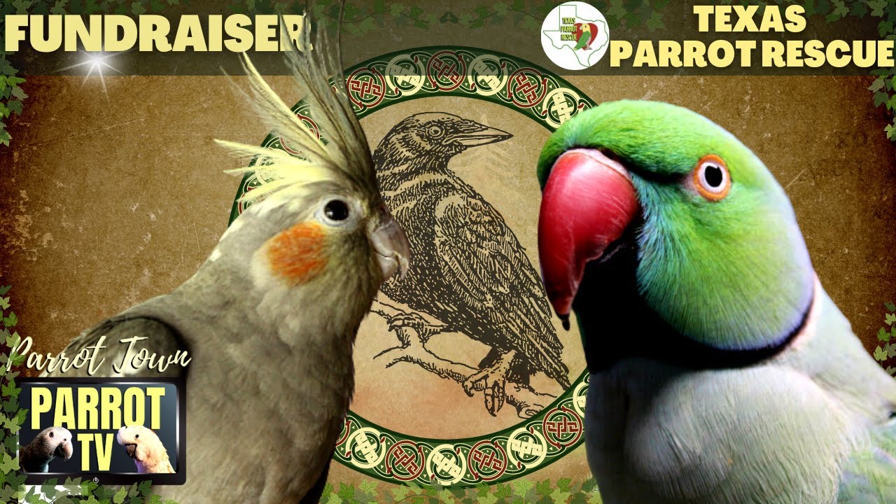 Gamer Birb | Celtic Medieval Fantasy Gaming Music for Birds | Parrot TV for Your Bird Room????