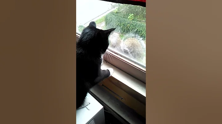 Cat vs squirrel