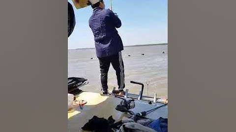 Câu cá Bông Lau Cần Giờ-Pha lên cá và vớt cá thần thánh, mém...