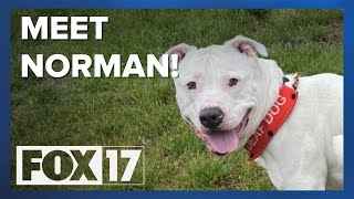 Pet Adoption Tuesday: Meet Norman!