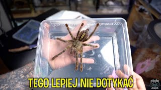 20cm jadowitej, indyjskiej  Poecilotheria rufilata