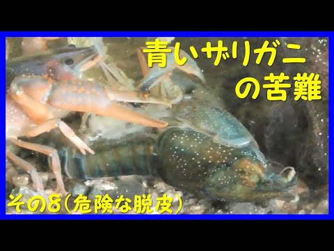 青ザリガニの苦難 その8 危険な脱皮 The Hardships Of Bluish Crayfish 8 Moulting In Dangerous Conditions Youtube 青ザリガニの苦難 その8 危険な脱皮 The Hardships Of Bluish Crayfish 8 Moulting In Dangerous Conditions Youtube