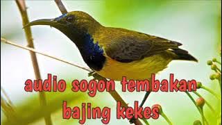 sogon nembak isian bajing kekes