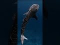 فبأي الاء ربكما تكذبان سبحان الله وبحمده عدد خلقه ورضا فبأي الاء ربكما تكذبان سبحان الله وبحمده عدد خلقه ورضا