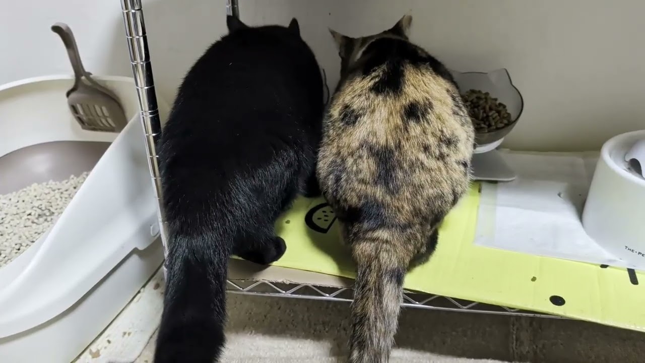 Cat's back is cute【Terrace and Stella】