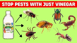 How To Use Vinegar To Keep Pests Out Of Your Home