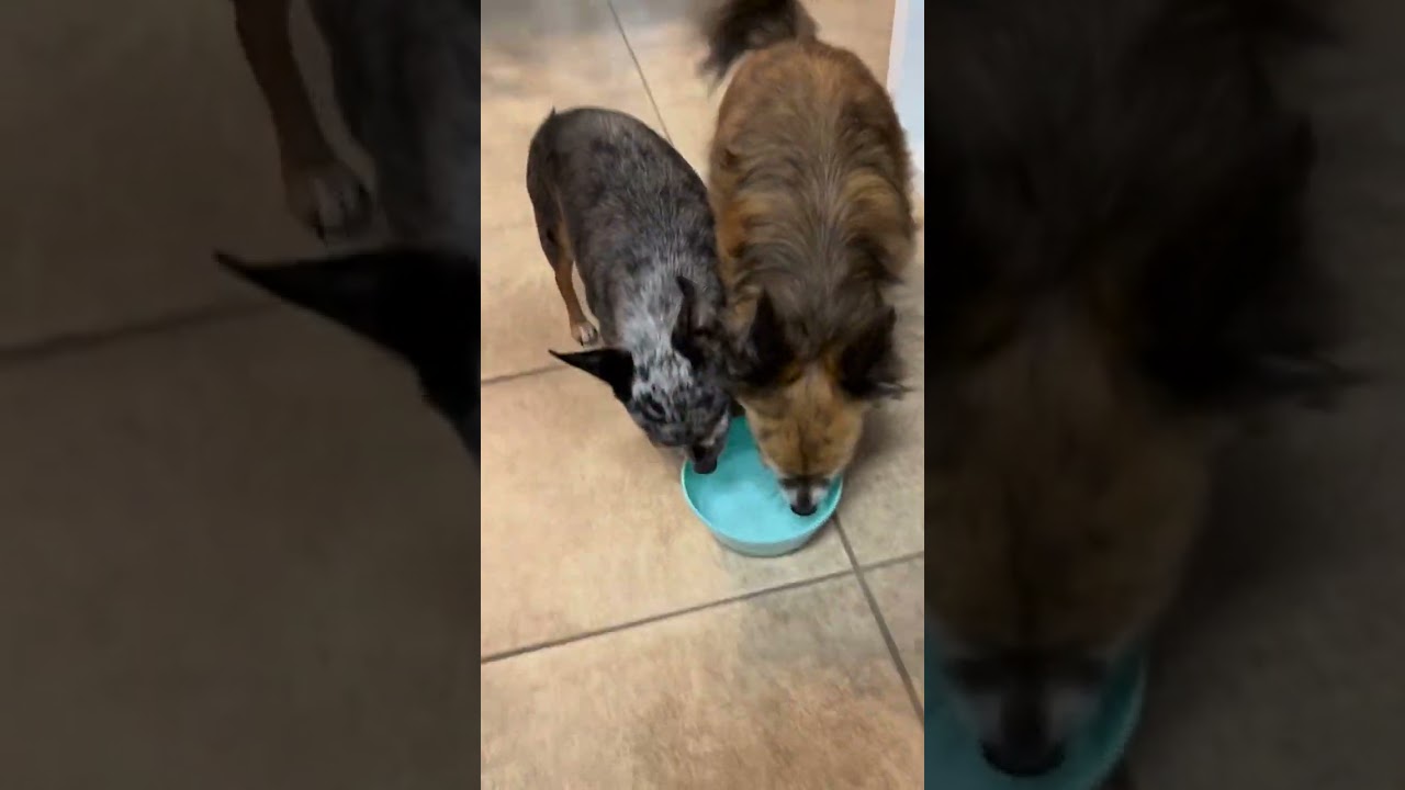 Giving Chihuahua SPARKLING WATER For First Time