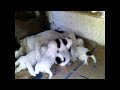 Hungry Puppies with Mama Dog #Shorts
