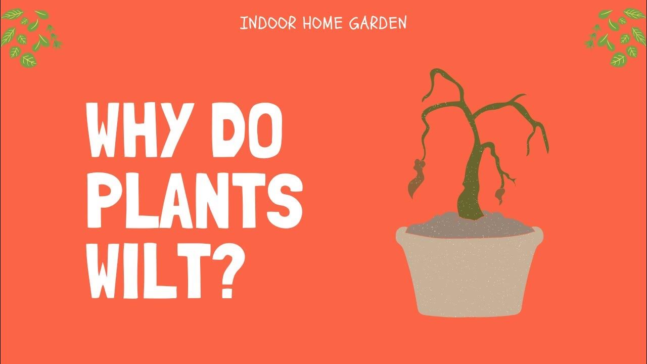 Why Do Plants Wilt? YouTube