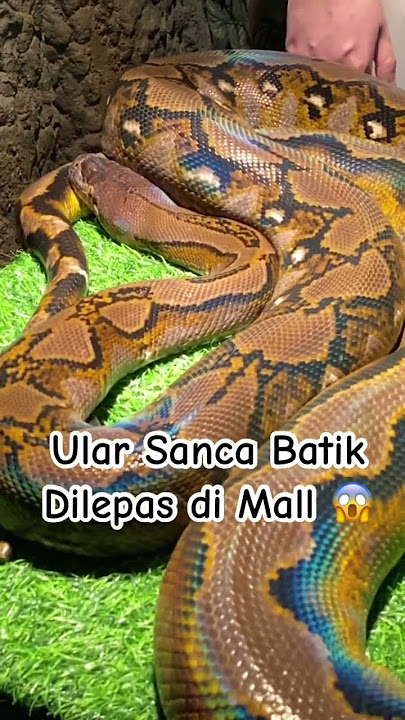 Ular Sanca Batik dilepas di Jakarta Aquarium!! Bebas pegang! #hewan #binatang #ular #jakartaaquarium