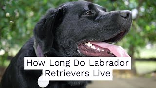 How Long Do Labrador Retrievers Live