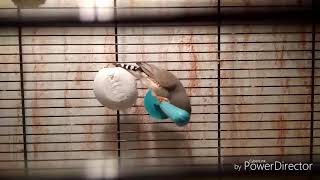 Что должно быть в клетке попугая/амадины? Что должно быть в клетке попугая/амадины?
