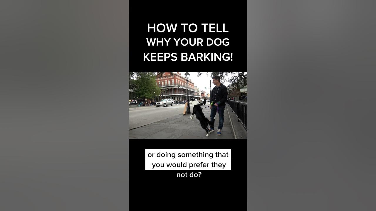 Why does my dog keep barking?? dogtrainer dogtraining stopbarking 