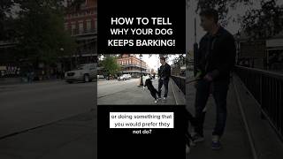 Why does my dog keep barking?? #dogtrainer #dogtraining #stopbarking #trainwithoutpain #puppy