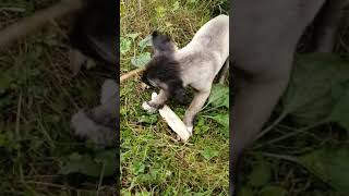 Rüzgar Gibi Eseceğiz