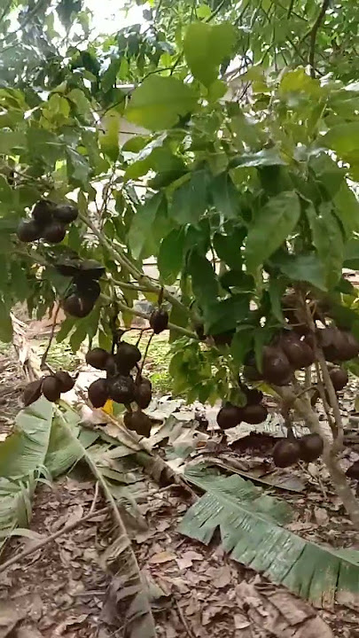 panen jengkol,panen raya