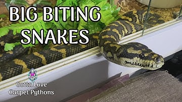 Working With Those Older Defensive Snakes
