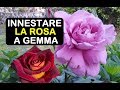 INNESTARE LA ROSA