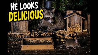 “You Know Raccoons Eat Mice… RIGHT?!?” 😳🐭🦝 Do Raccoons Eat Mice