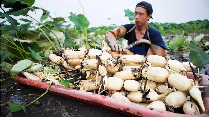 How Japanese Harvesting Millions of Lotus Roots - Lotus Root Processing Factory - DayDayNews
