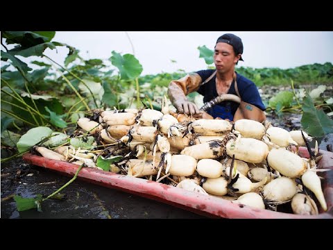 Amazing Lotus Root Harvesting - Lotus Root Cultivation Technique - Lotus Root Processing Factory