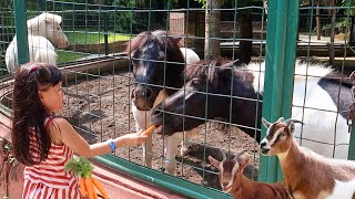 Kasih Makan Kuda Poni dan Kambing Lucu Banget - Kebun Binatang Bali Zoo
