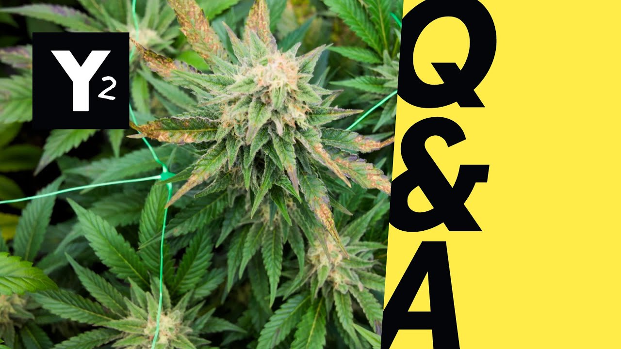 Q&A | Cannabis Social Club: Einfach legal Kiffen? | Y-Kollektiv