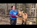 Lucky the Maned Wolf Going On a Walk with Keeper Rachel