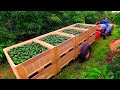 Amazing avocados farming and harvesting  avocados from mexico  