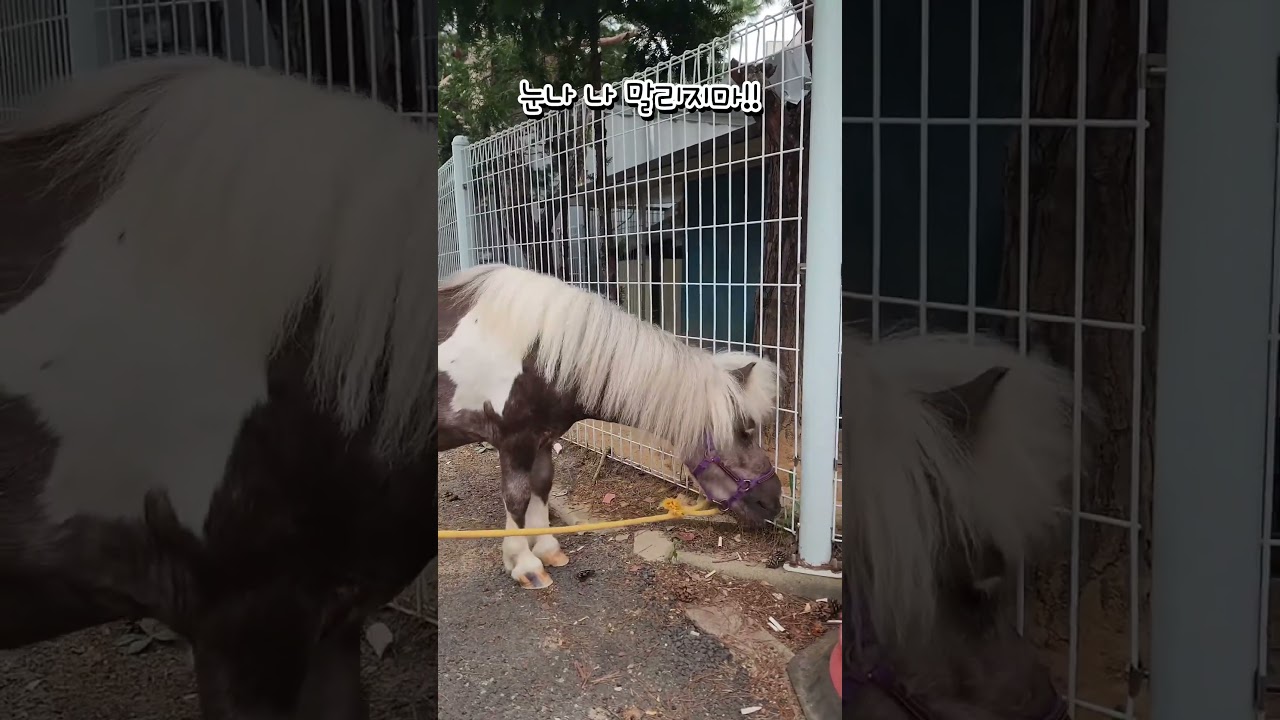 먹을 때 건드는거 아니야!😠💢You don't touch it when you eat