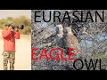 Eurasian eagle owl|| keoladeo national park bharatpur