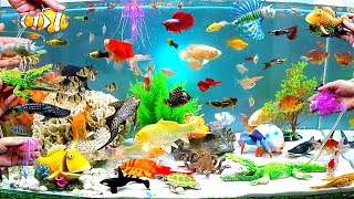 Catch Cute Animals, Rainbow Chicken, Rabbit, Turtle, Catfish, Crocodile, Centipede, Goldfish