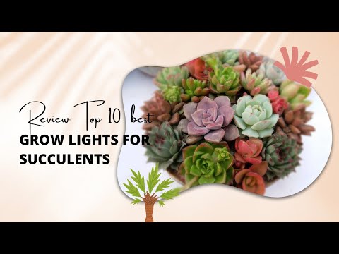 Top 10 Best Grow Lights for Succulents | Gardenlife