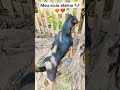 meu vicio eterno 🐶😍 #cachorro #petsfofinhos #pets #cachorros