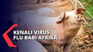 Flu Babi Afrika, 888 Ekor Babi Mati Mendadak