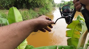 Câu cá lóc U Minh Hạ. 1 đường lên Hugo