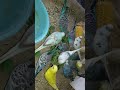 Budgies Love birds Food Coriander #Viral #Shorts